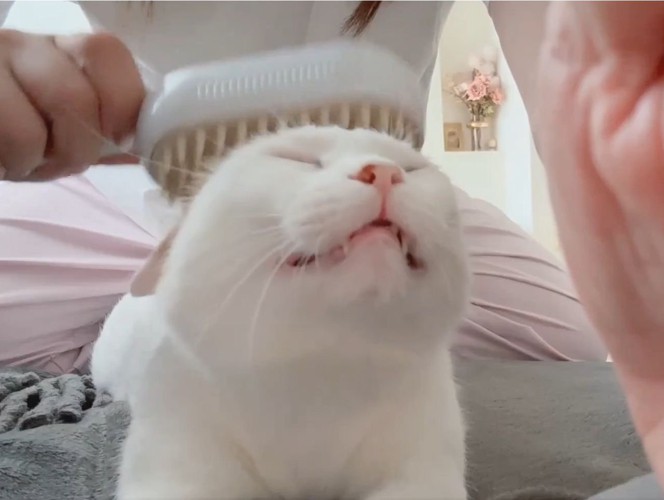 ブラッシングされる白猫の表情2
