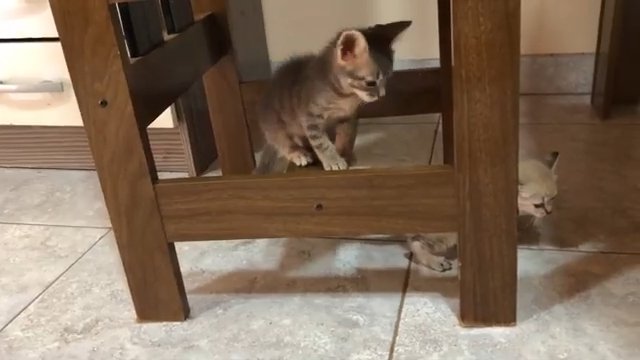 脚の上の子猫と床に落ちた子猫