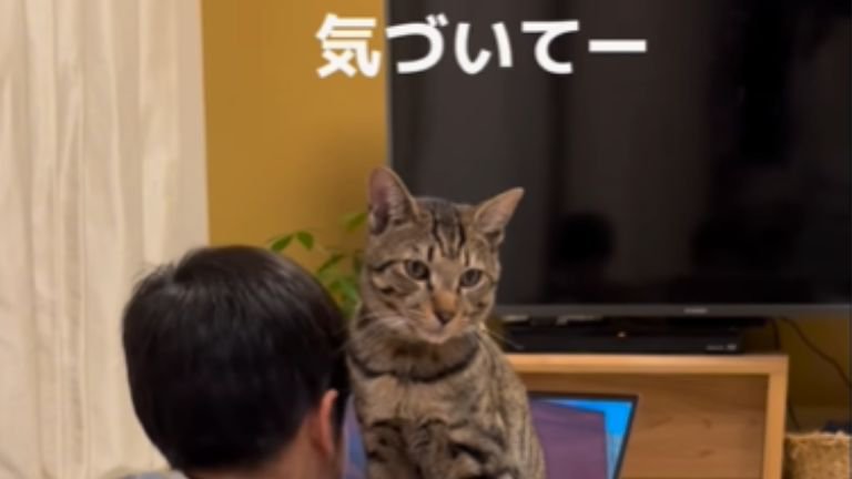 パソコンの上に座る猫