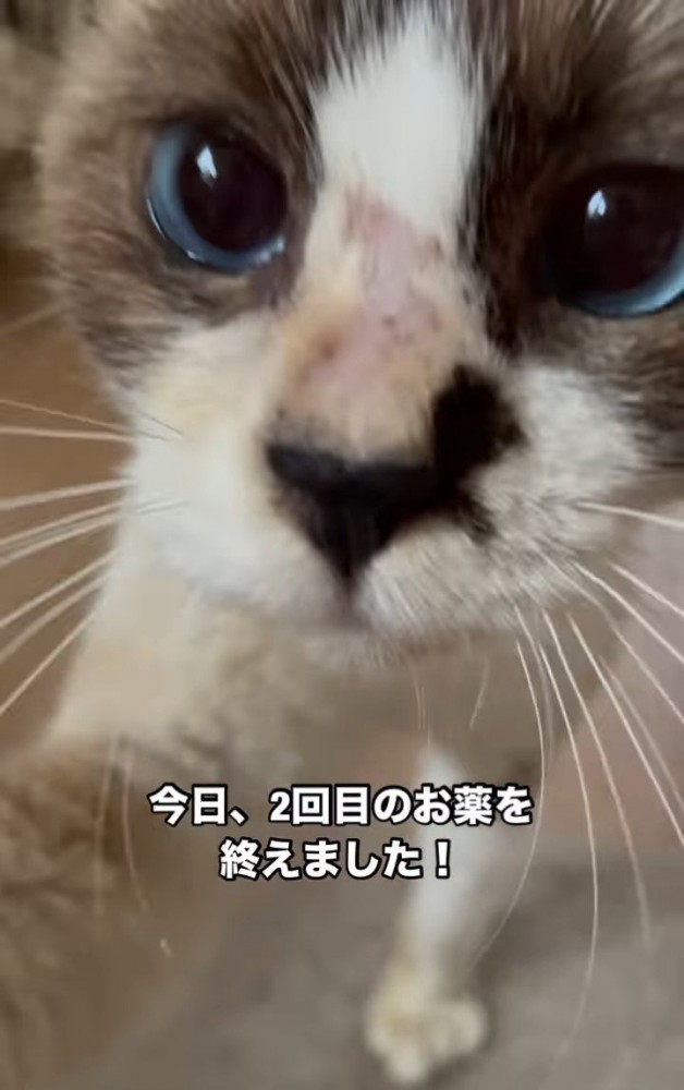 カメラに近づいた猫の顔