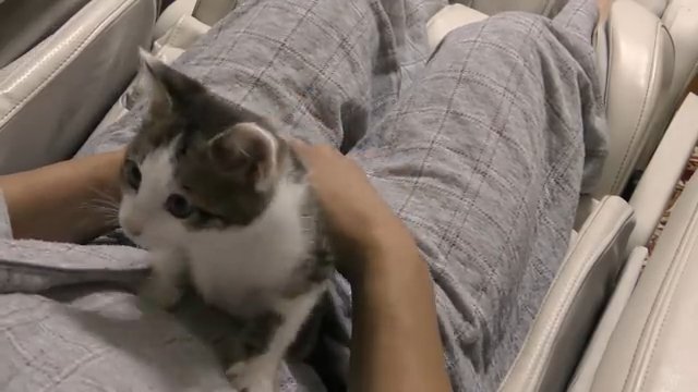 飼い主に登る猫