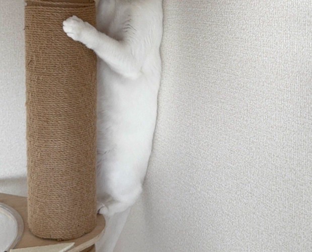 体は丸見え
