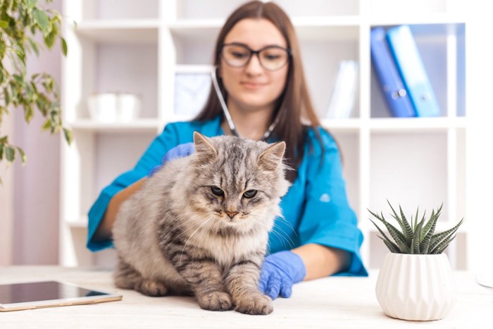 動物病院に連れていかれる猫