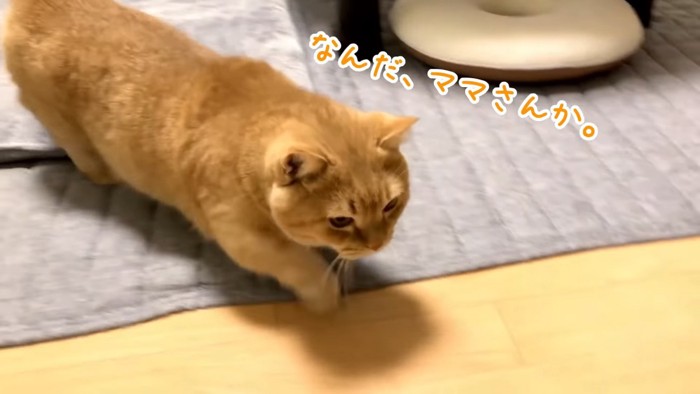 歩いてくる猫