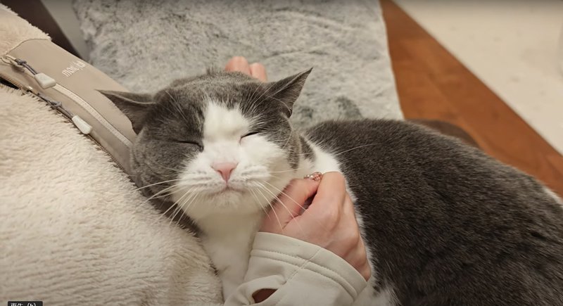 気持ちよさそうな猫