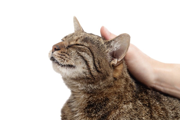 撫でられる猫
