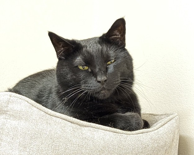 ペットベッドに座る黒猫