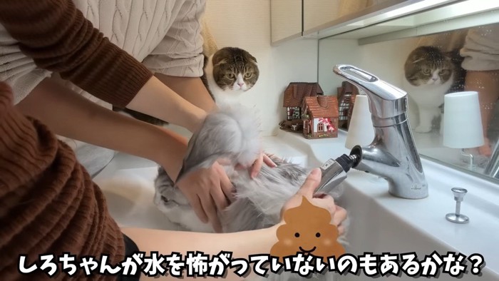 水を怖がってない