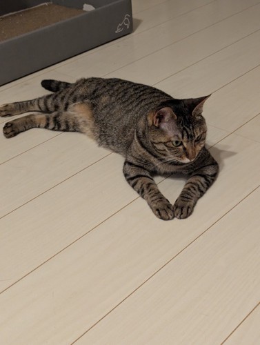 中居さんみたいなポーズをするたまちゃん