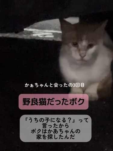 前を見る猫