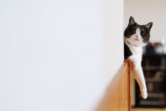 壁を登りたそうな猫