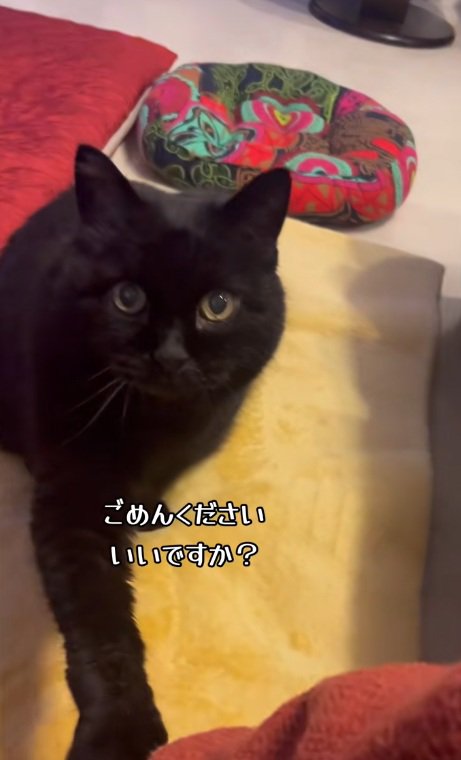 なでてほしくて飼い主をつつく黒猫