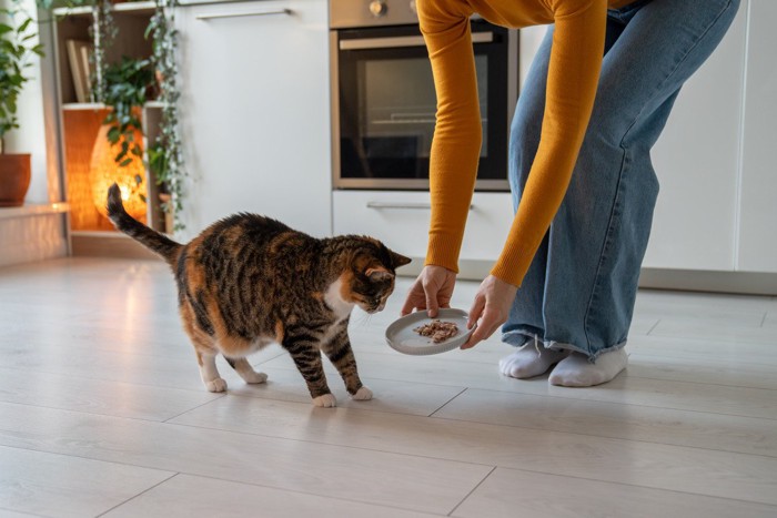 猫に食事を与える女性