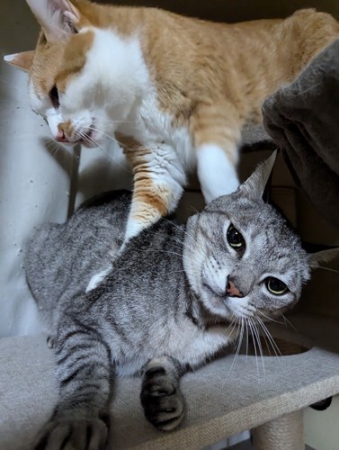 踏まれる猫