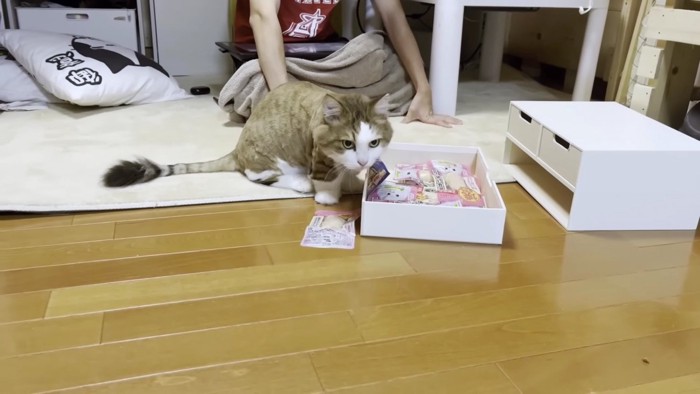 開けた引き出しをあさりたい猫