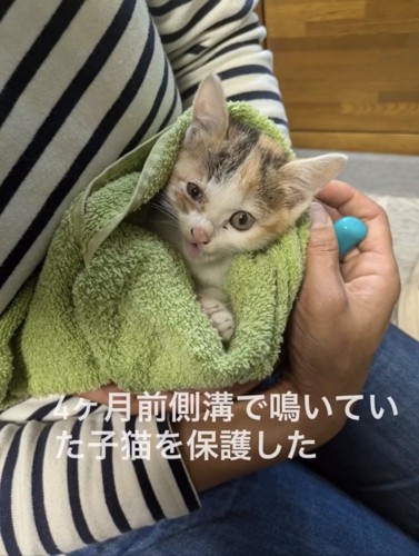 保護された子猫