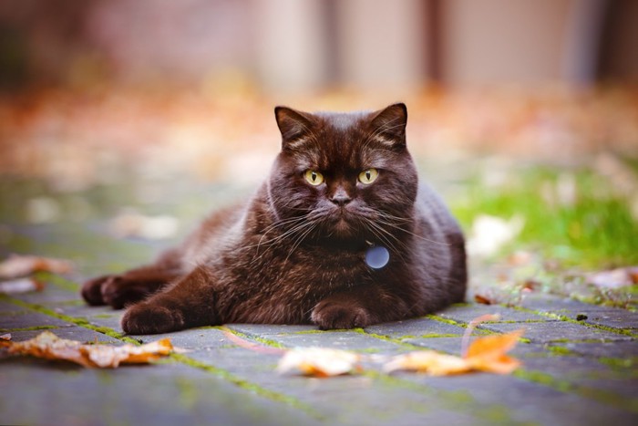  外でくつろぐ首輪をつけた猫