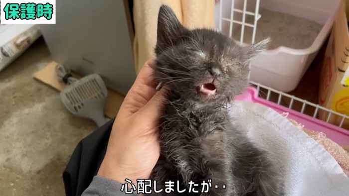 目が開かない子猫