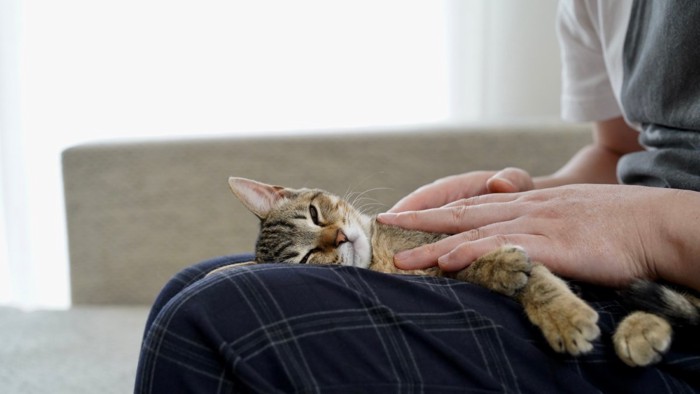 マッサージされる猫