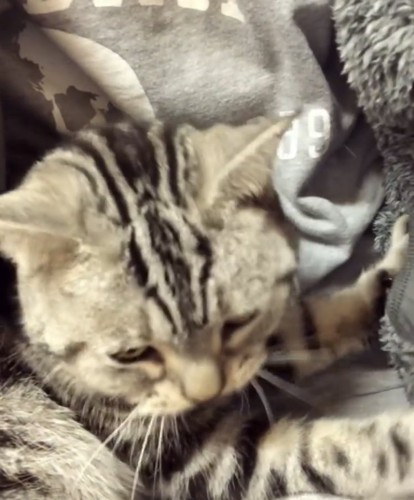 パパの胸に抱かれるアメリカンショートヘア