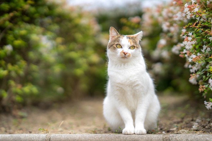 流し眼の三毛猫