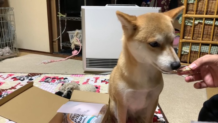 煮干しを食べる柴犬