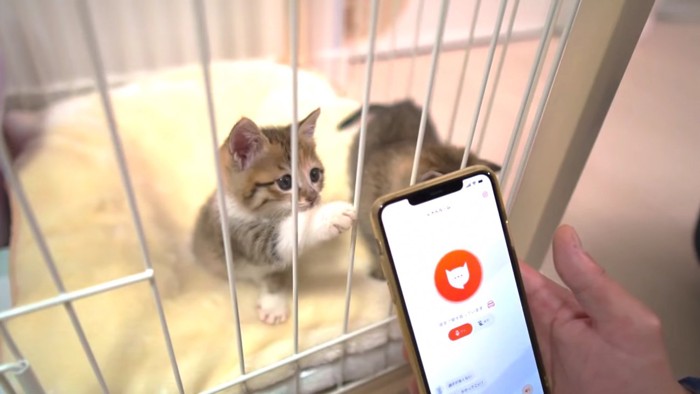 スマホを触ろうとする子猫