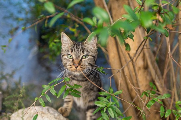 外に出ているキジ猫