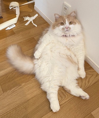 壁にもたれかかっている猫