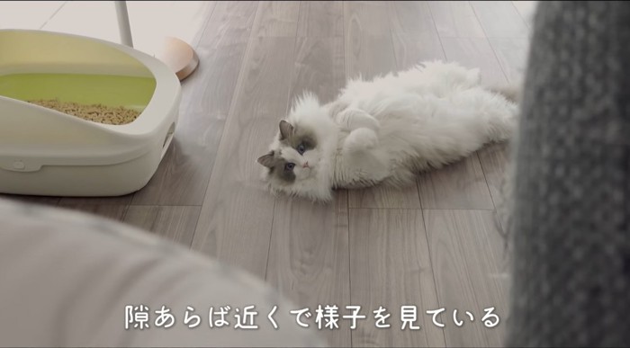 隙あらばの文字と寝転がる猫