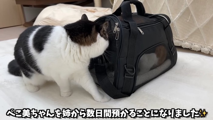 キャリーバッグをのぞく猫