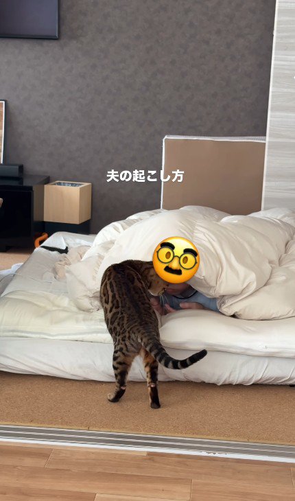 飼い主を起こしている猫