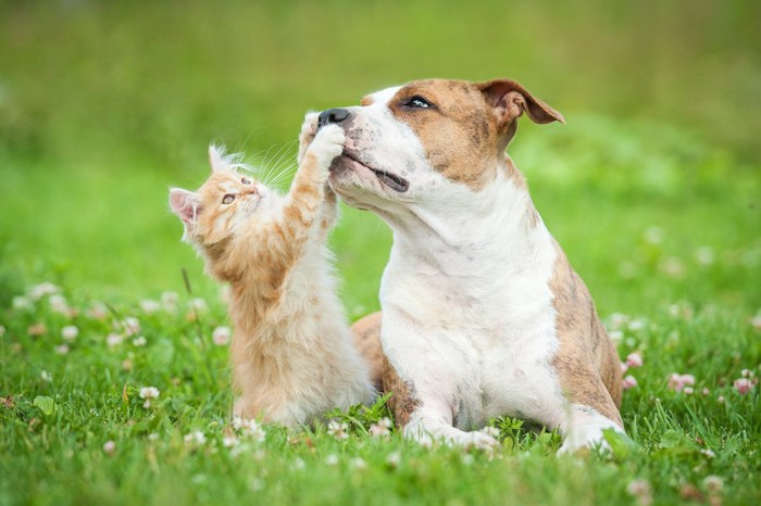 草原で犬と遊ぶ子猫