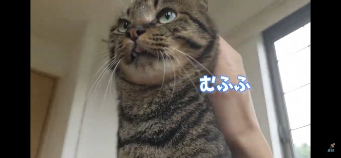 甘える猫