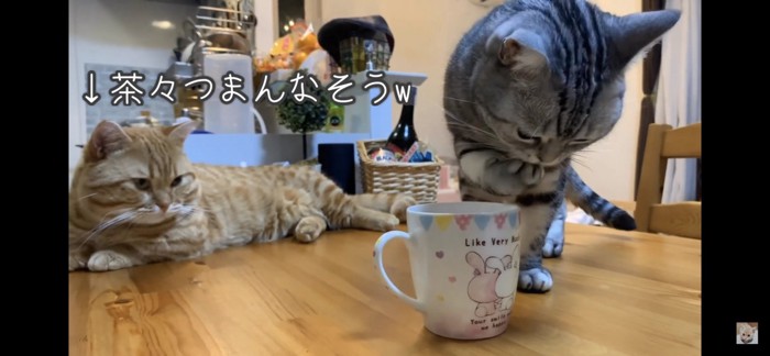 手を舐める猫