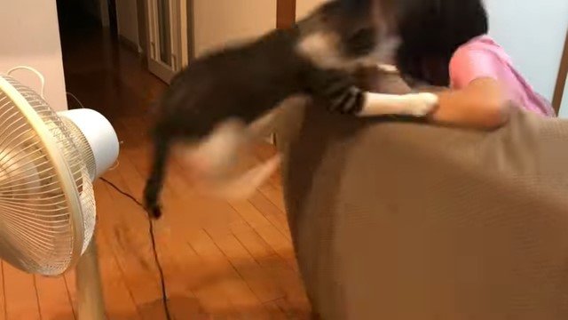 ソファにジャンプする猫