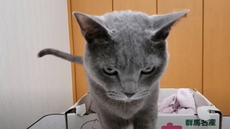 怒っている表情の猫