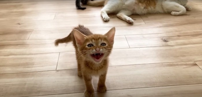 飼い主さんに向かって鳴く茶トラ猫