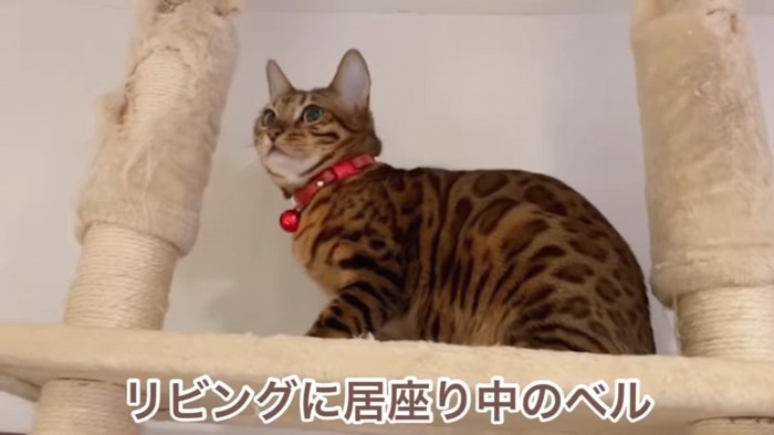 座る猫