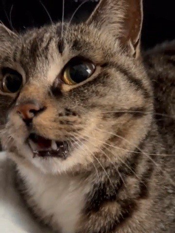 泣いている猫の顔