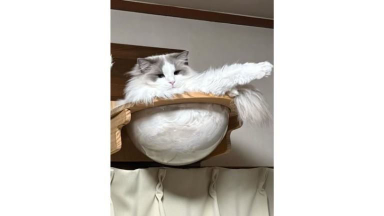 くつろいでいた猫たち
