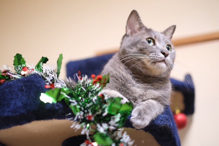 クリスマスリースと猫 