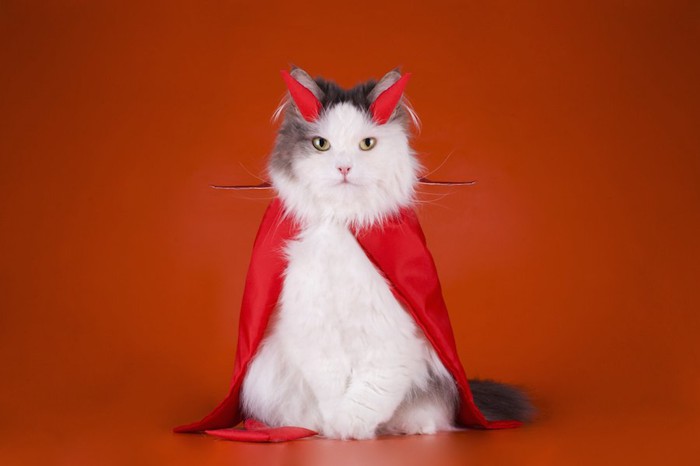 悪魔のコスプレをした猫