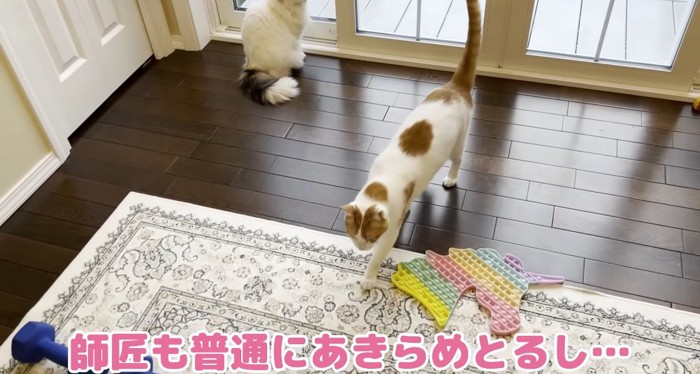 歩いている猫