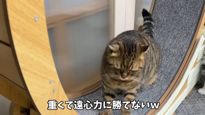 回し車でうつむく猫