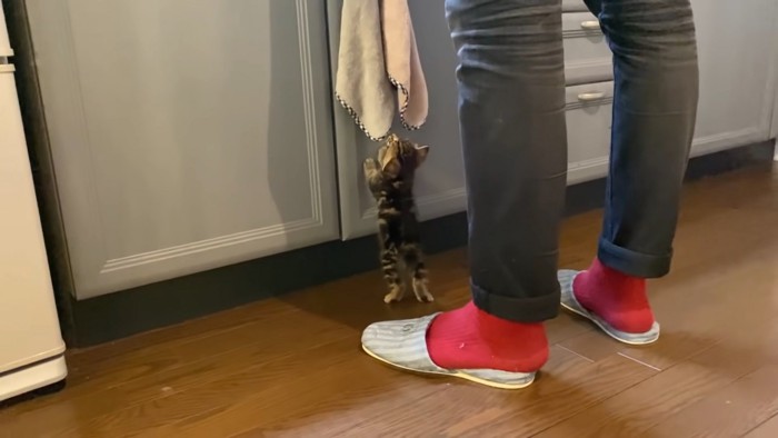 立っている子猫