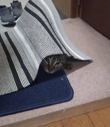 マットの下から顔を覗かせるキジトラ猫