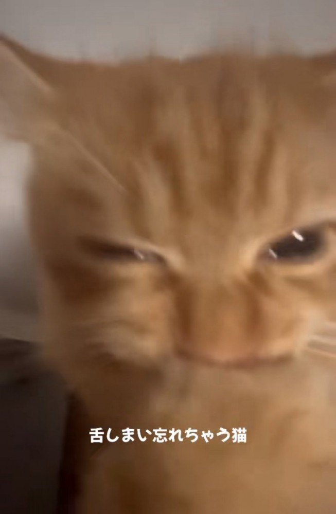 猫に近づく