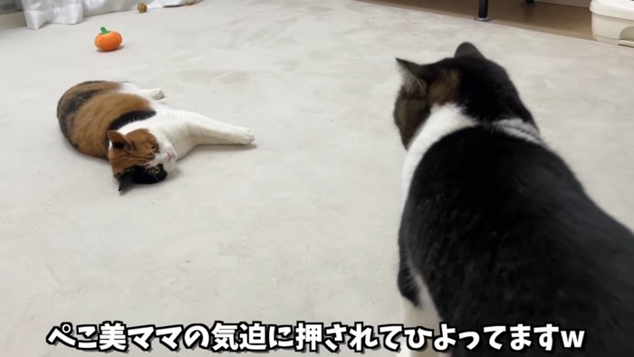 寝ている猫と後ろ姿の猫