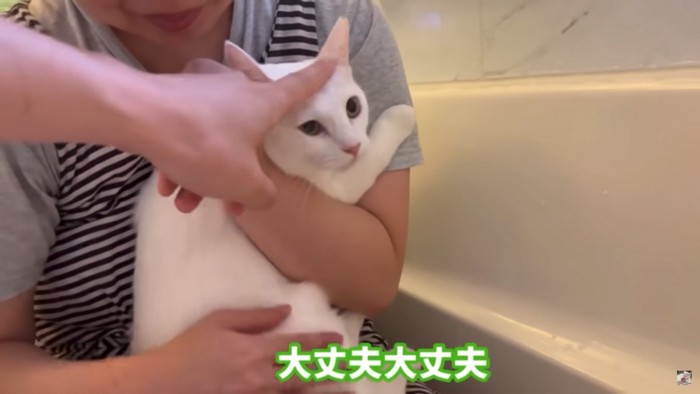 頭を撫でられる猫